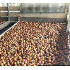 Biji Pinang Batara-Jambi